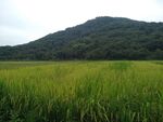 田野