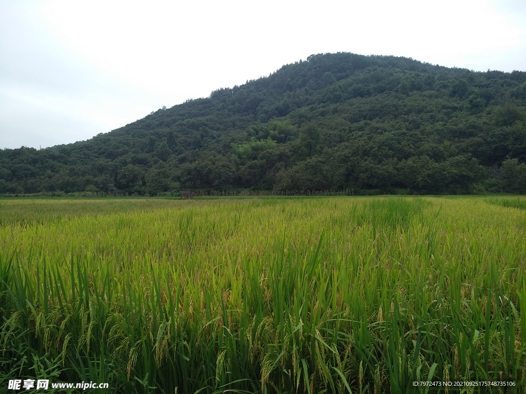 田野