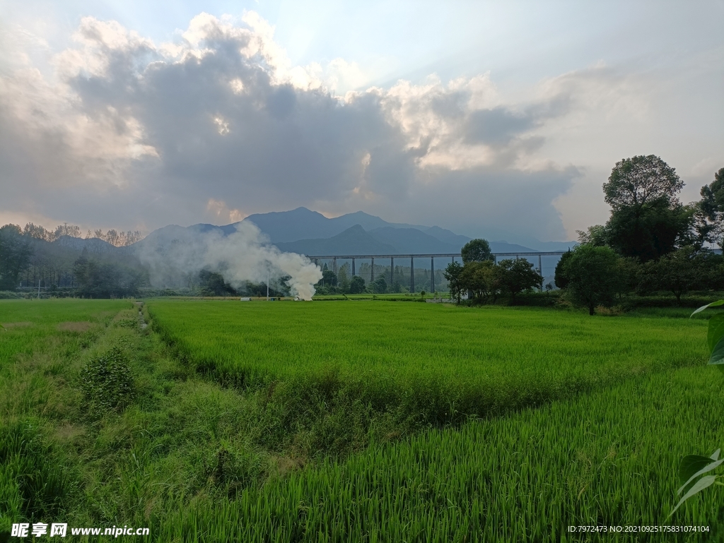 田野