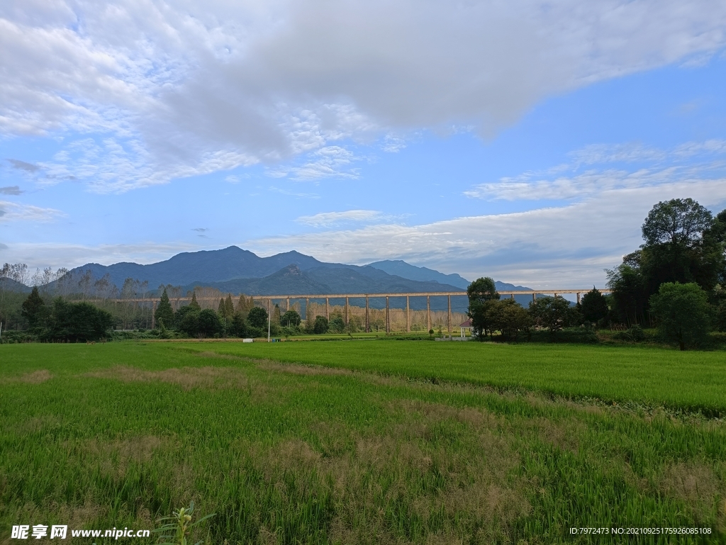 田野