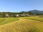 稻田