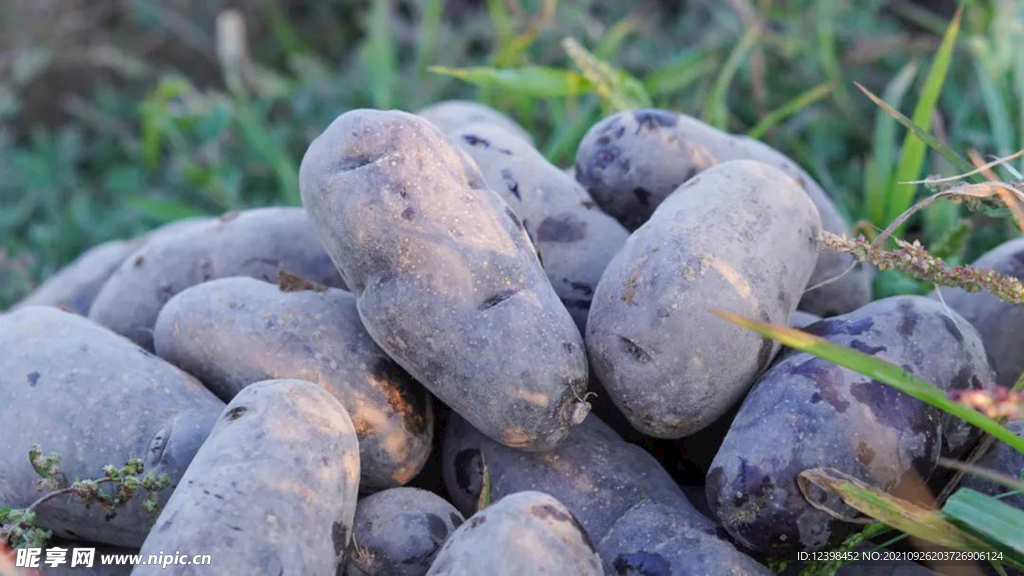 紫皮土豆