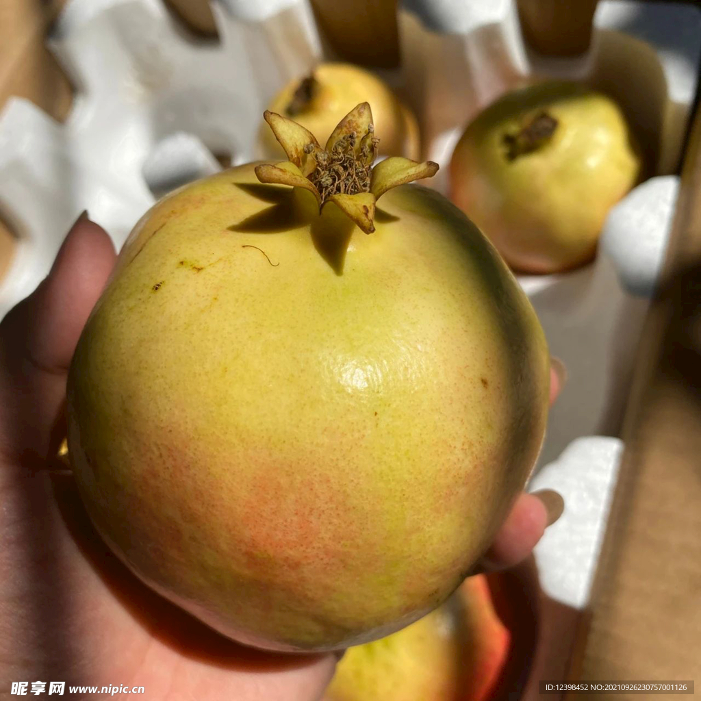 突尼斯软籽石榴