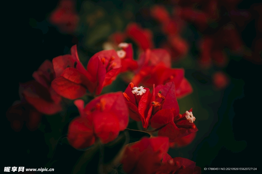 花卉