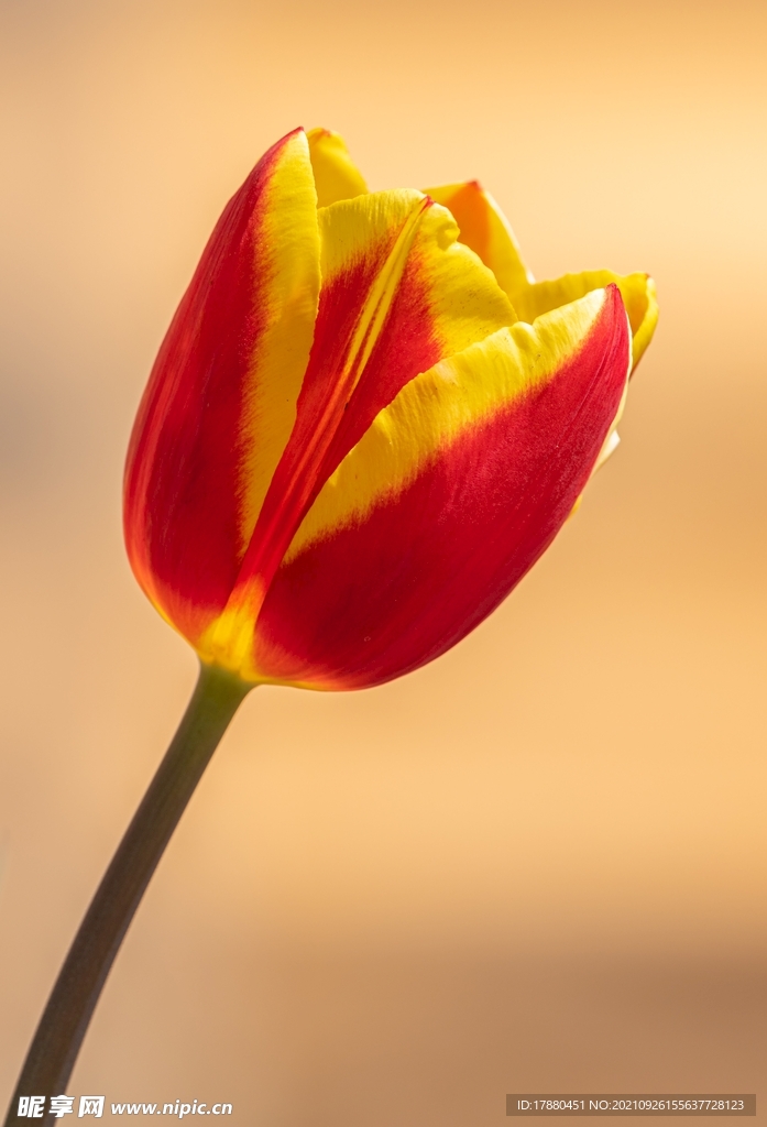 花卉