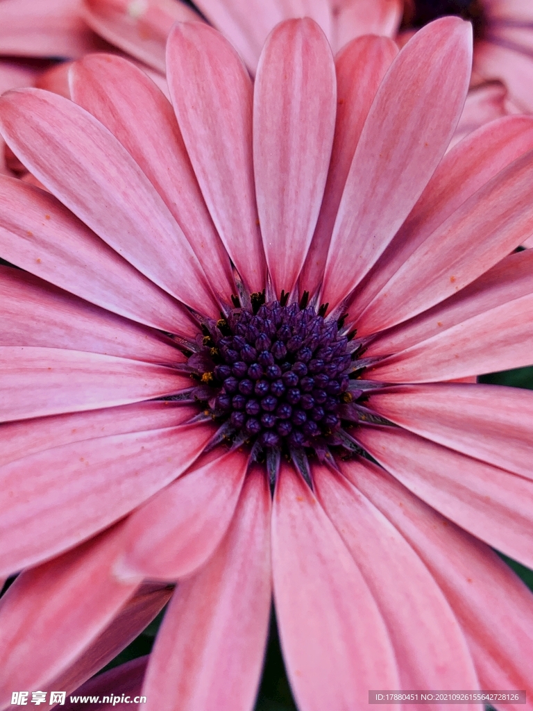 花卉