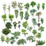 景观 绿化 植物 效果图 树