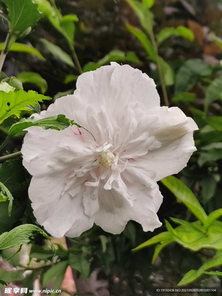 木槿花