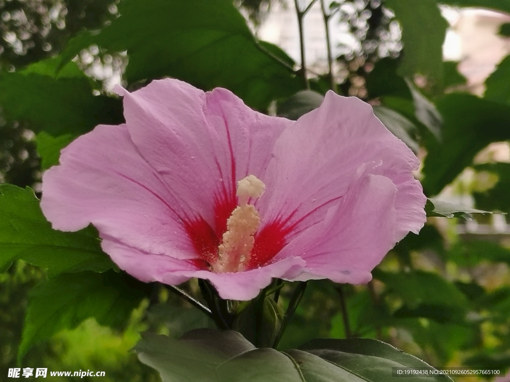 木槿花 