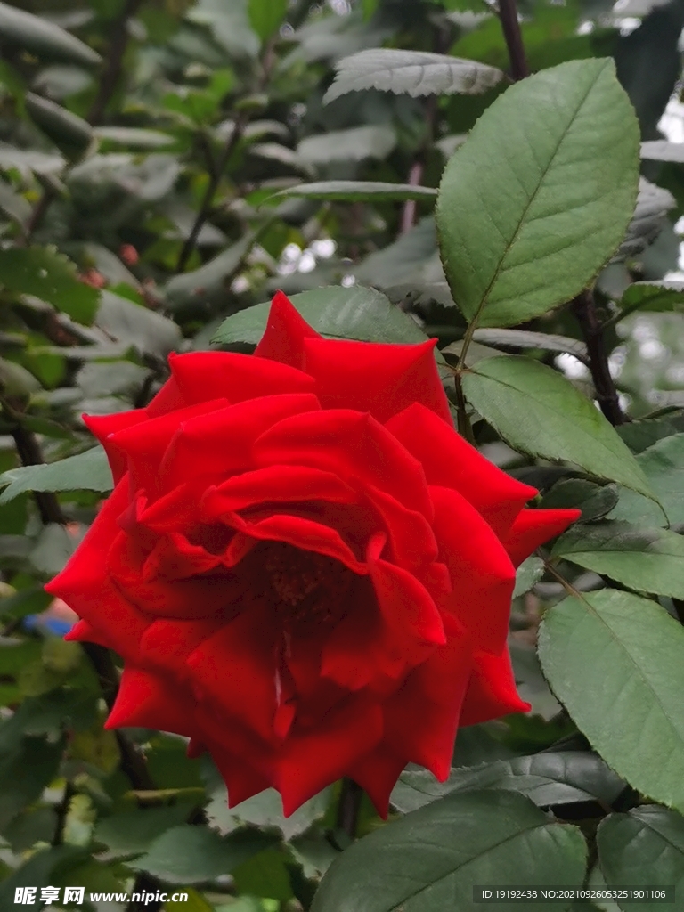 月季花 