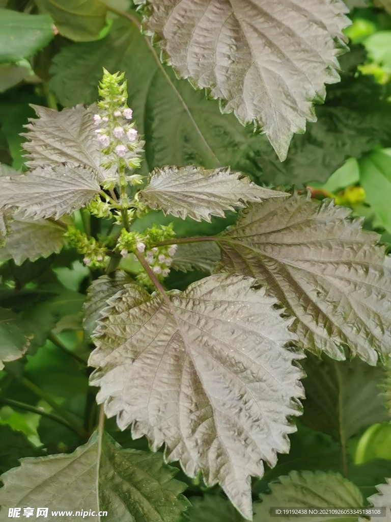 园林花草 