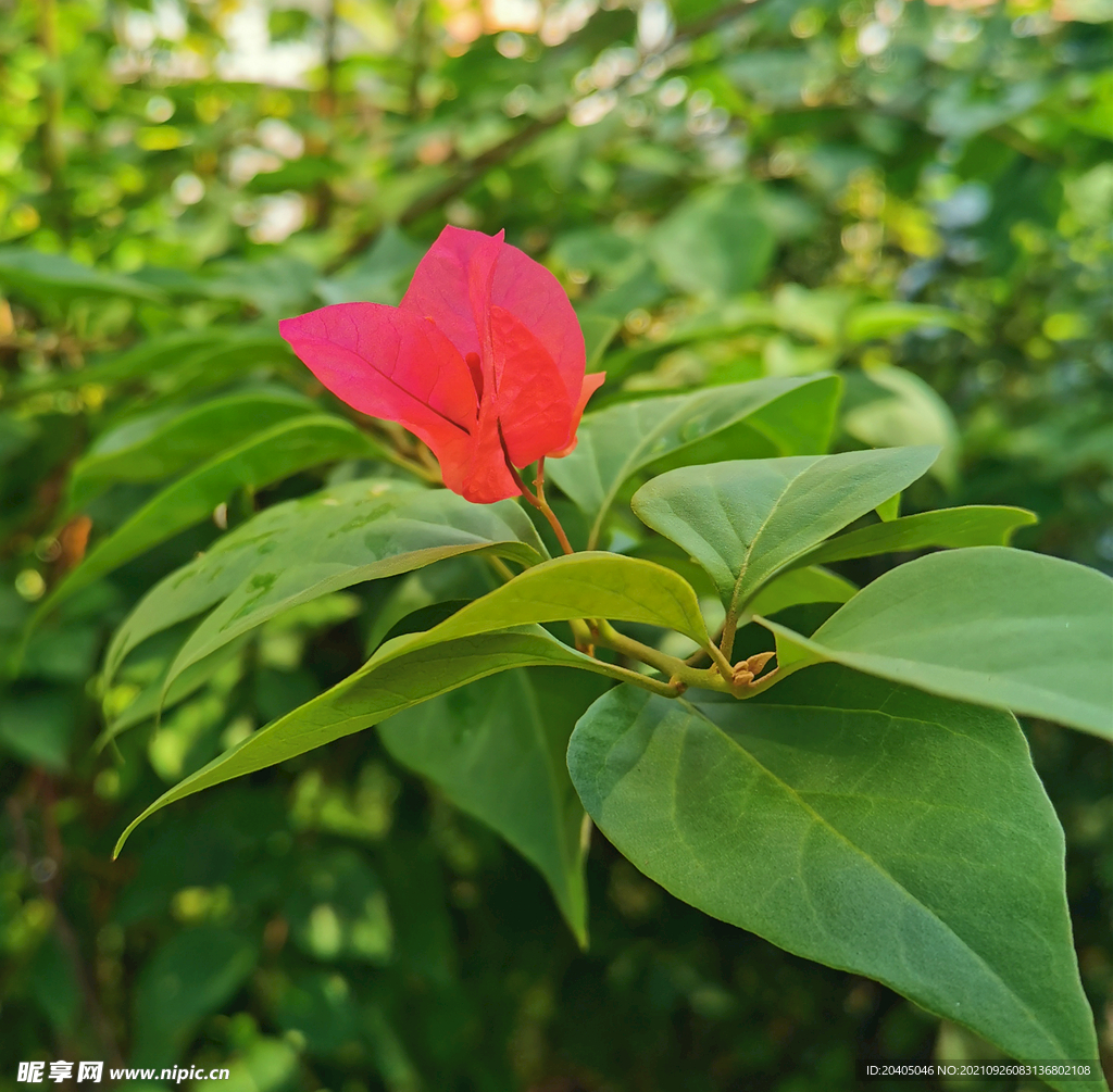 光叶子花花朵儿