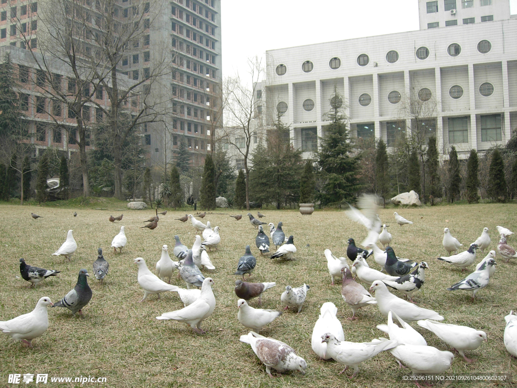 鸽子广场