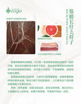 筋膜简介