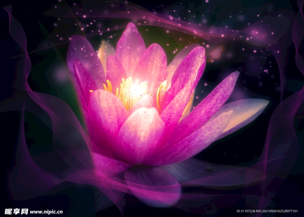 荷花  