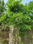 竹林