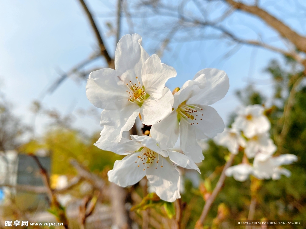 花