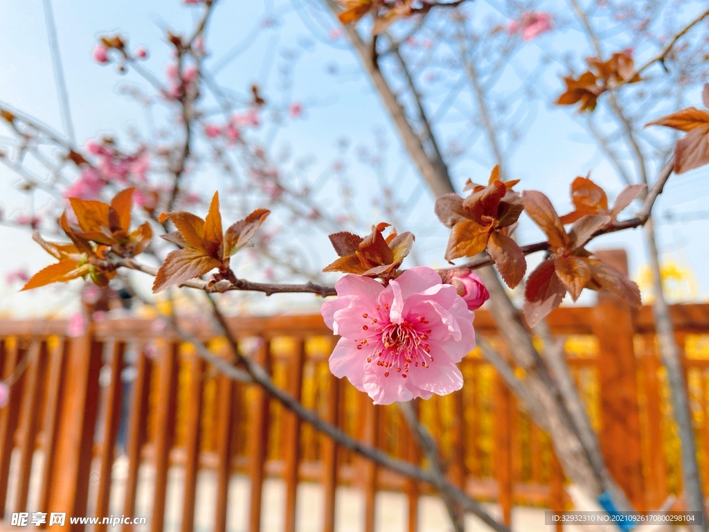 梅花