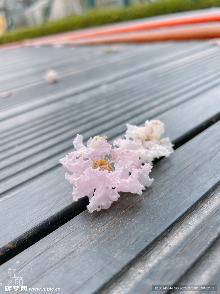 紫薇花
