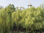 绿荫丛中