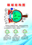 眼球结构图