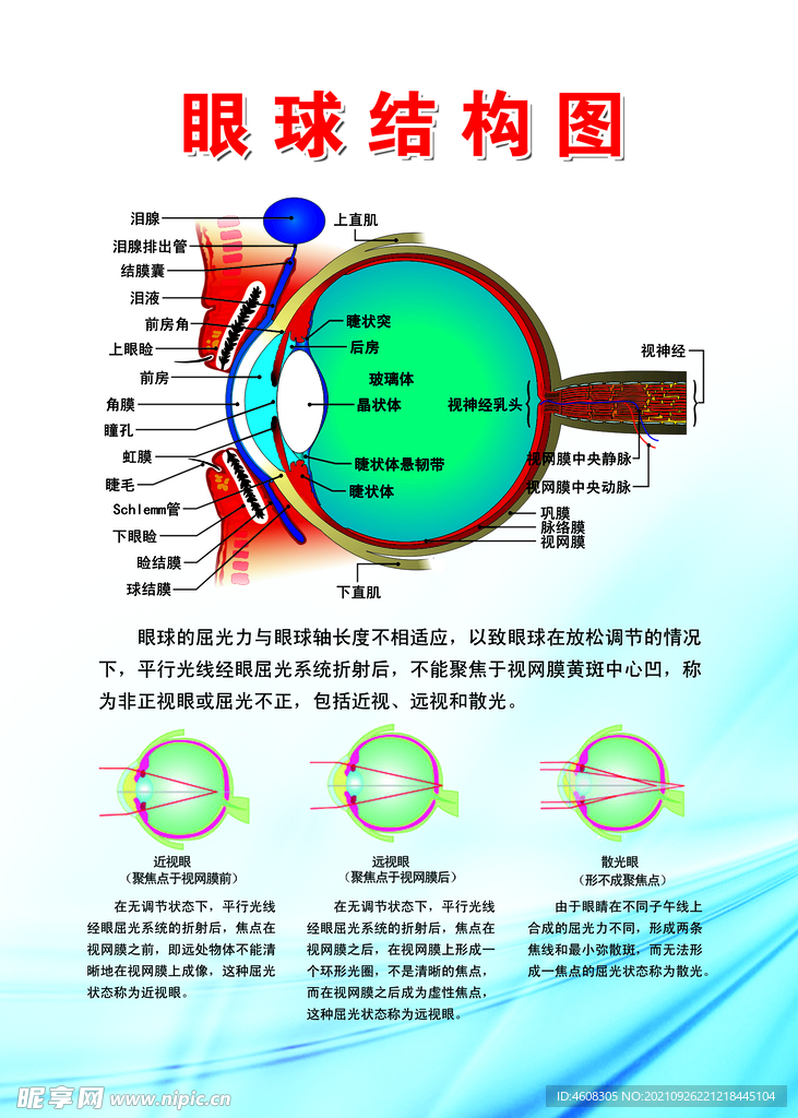 眼球结构图