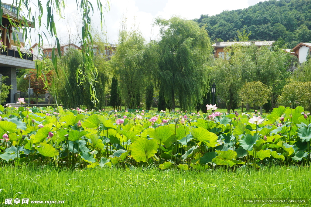 贵州安顺山里江南莲花池