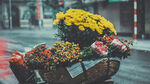 鲜花