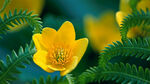 小花