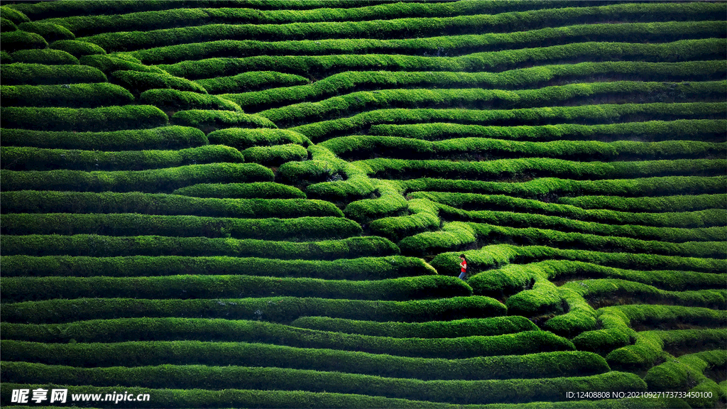 茶园