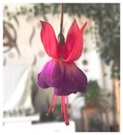 灯笼花