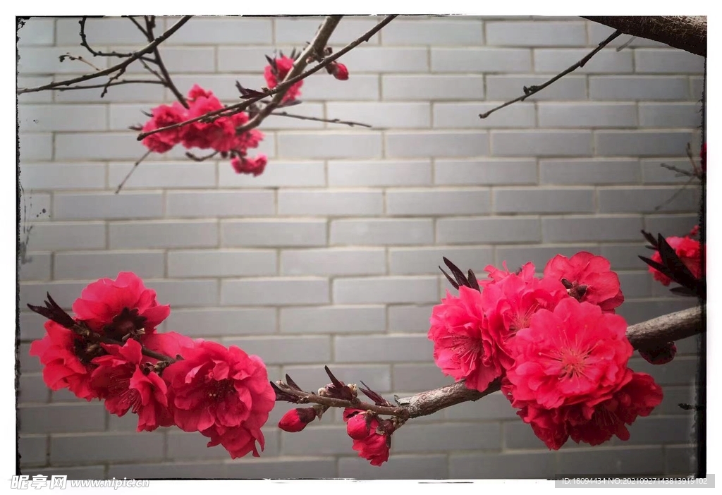 桃花