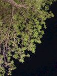 夜空