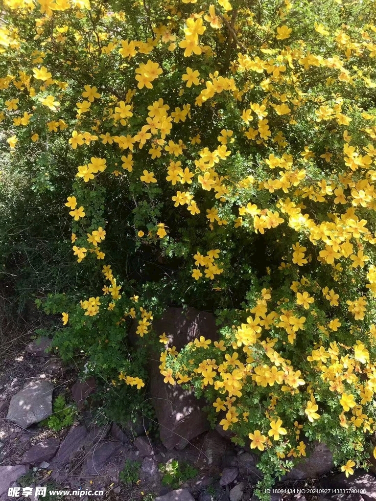 黄花