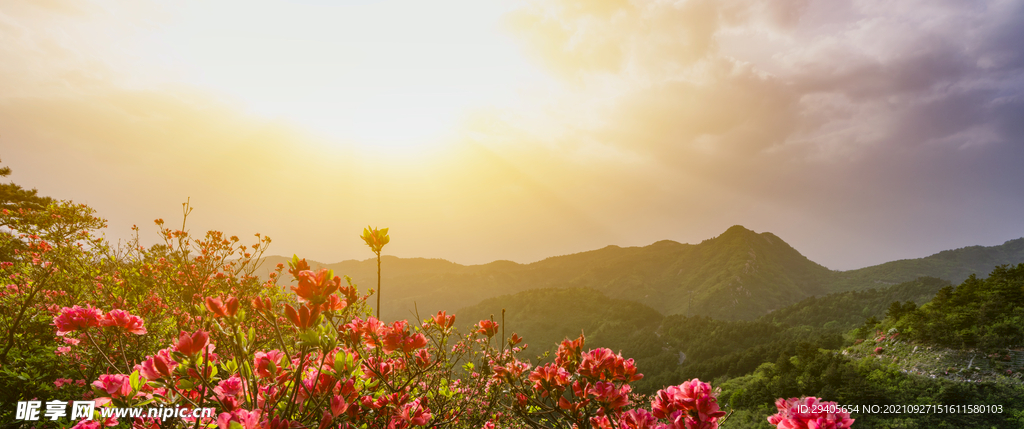 武汉云雾山黄昏玫瑰花美景