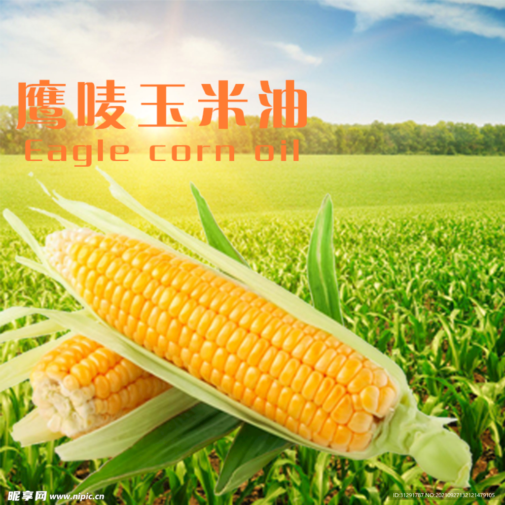 玉米