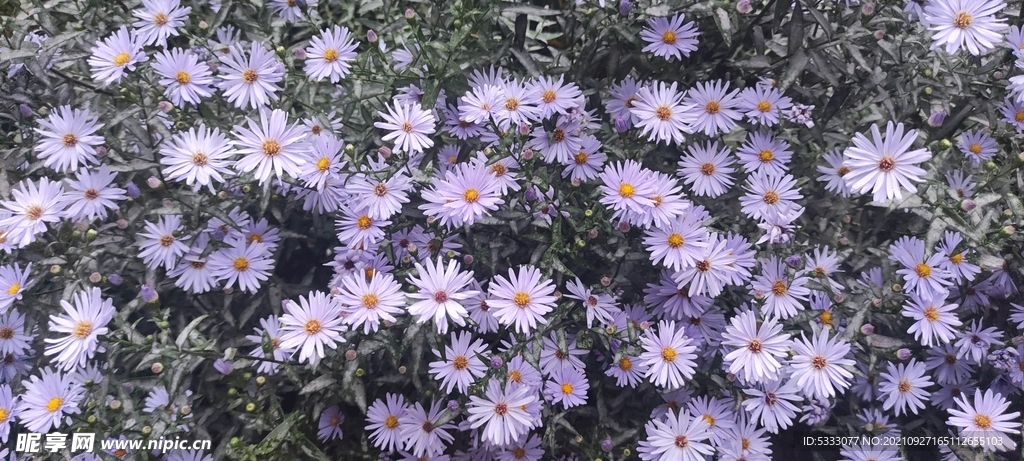 雏菊