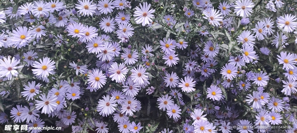 雏菊