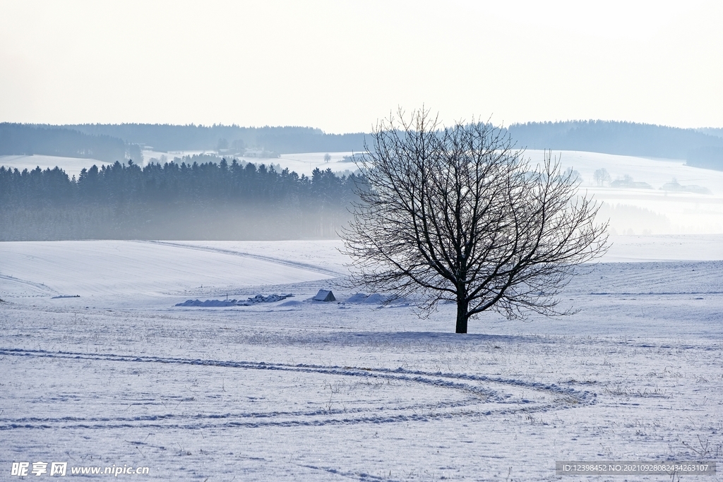 雪原上的树木