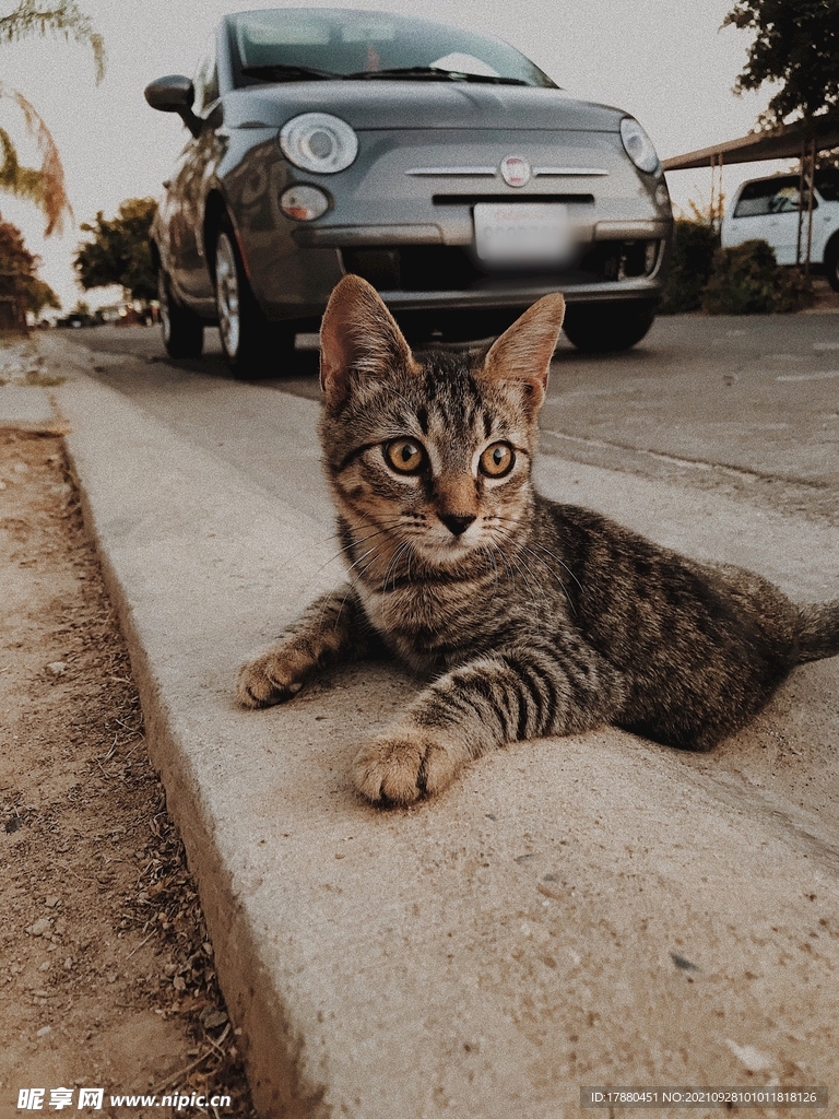 猫