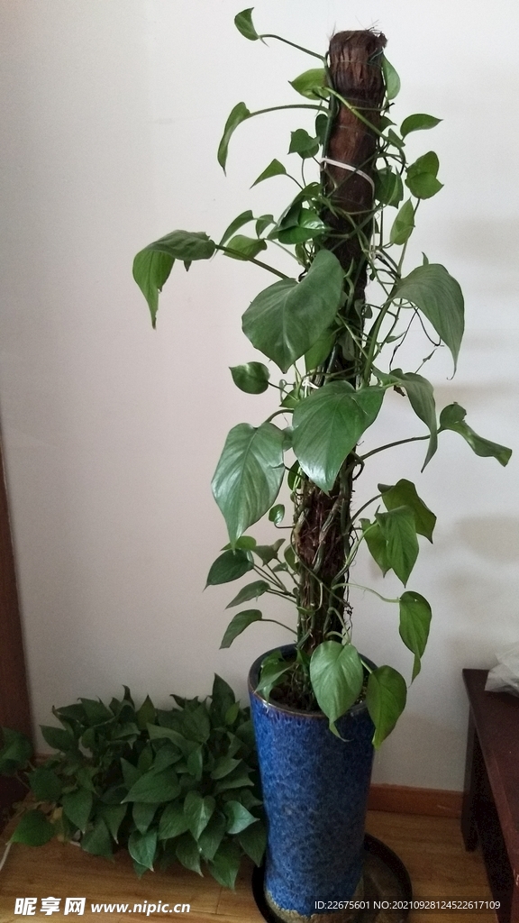 生活中的一抹绿