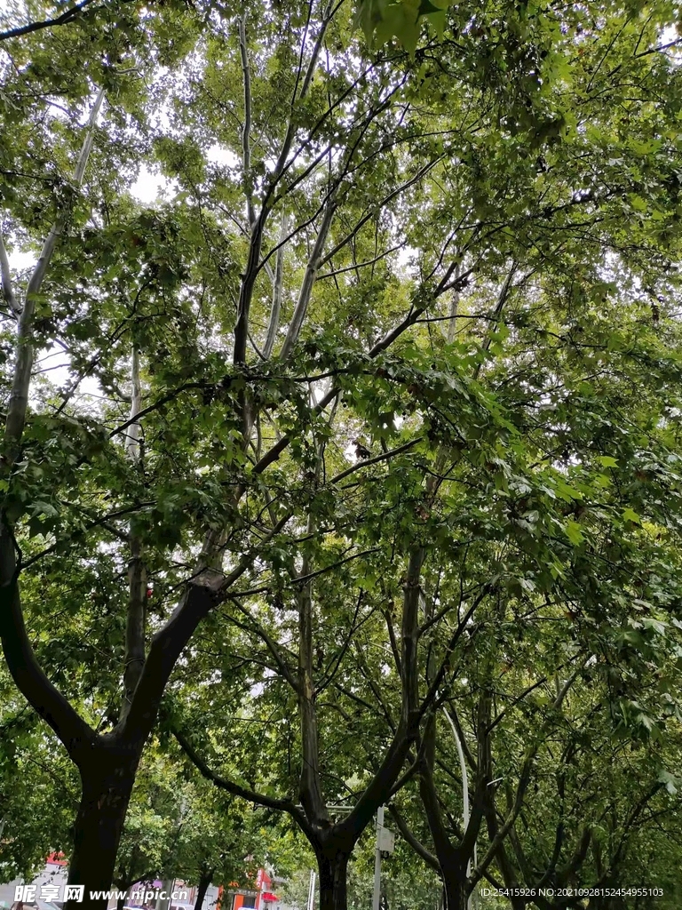 树