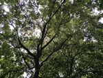 树