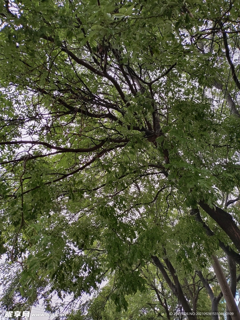 树