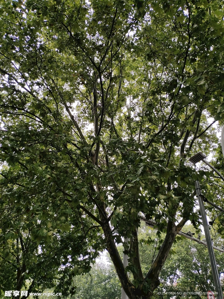 树