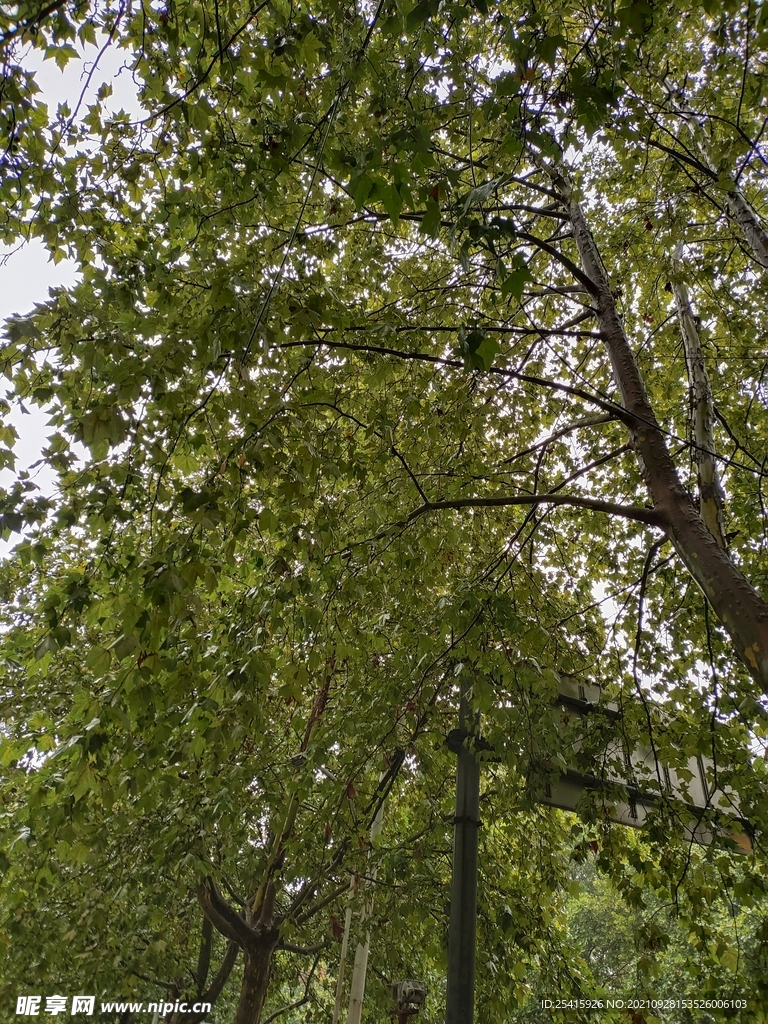 树