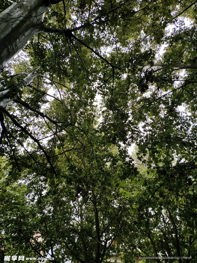 树