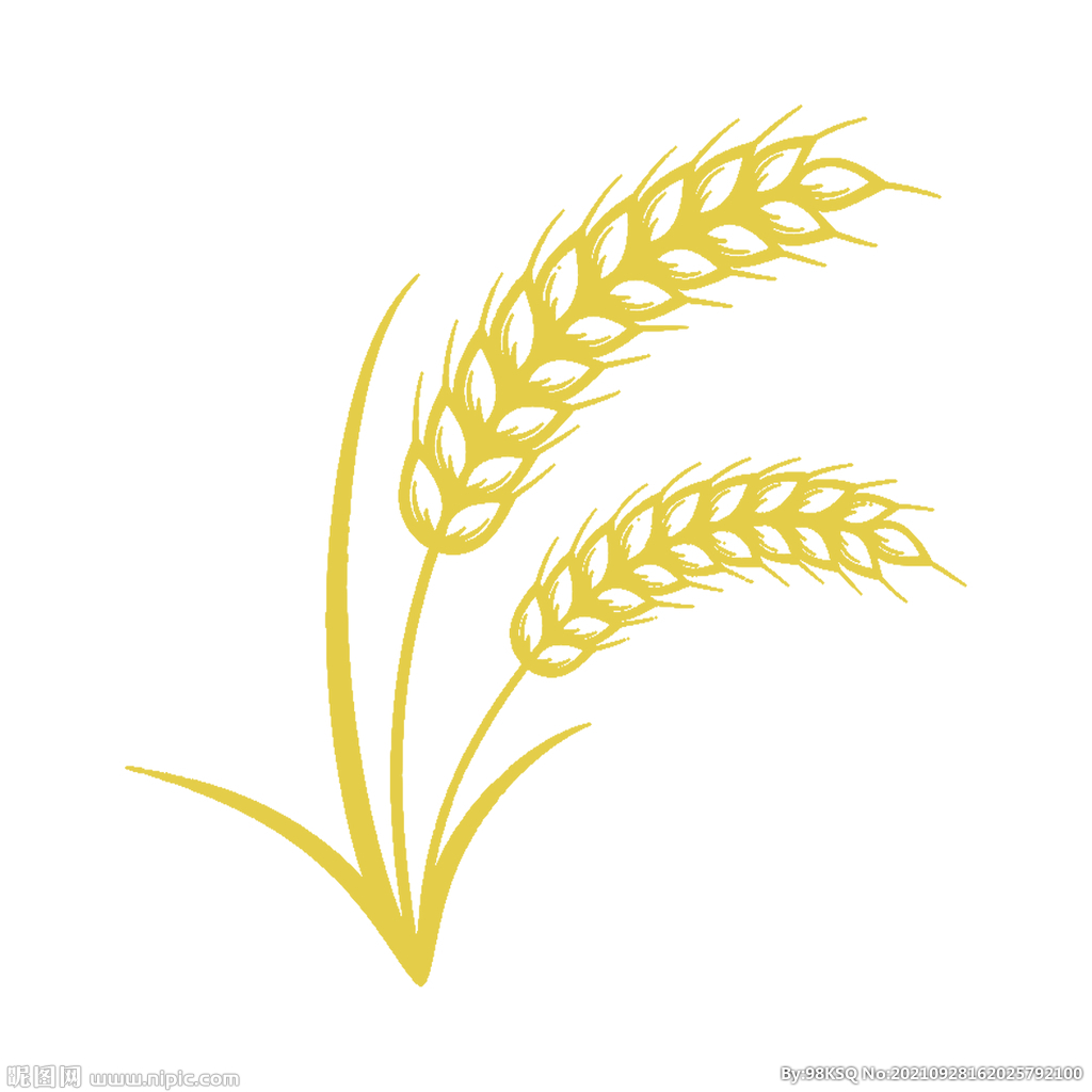 麦穗水稻小麦