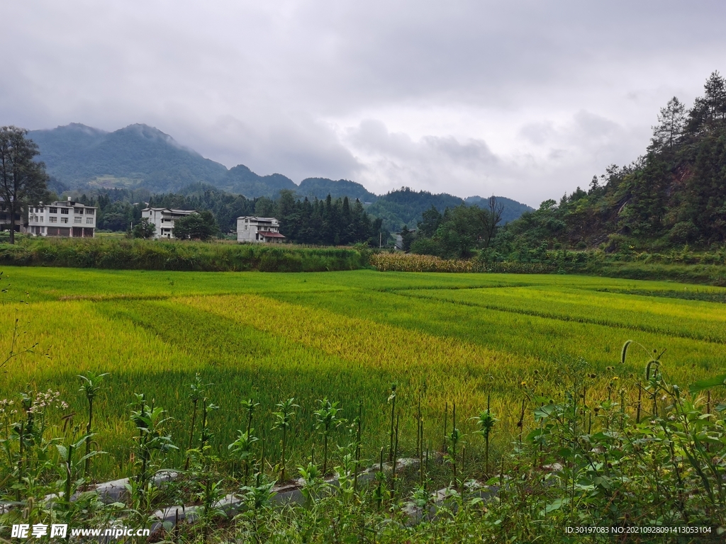 田野