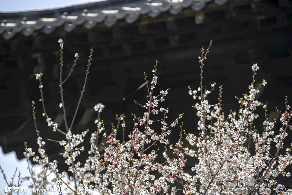 春回古城